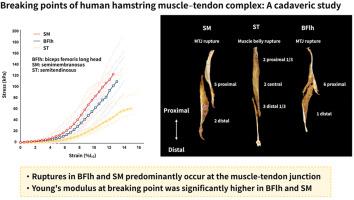 Breaking points of human hamstring muscle–tendon complex: A cadaveric study