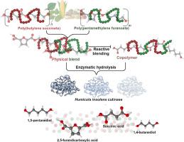 Mechanistic study of enzymatic hydrolysis of poly(butylene succinate)/poly(pentamethylene 2,5-furanoate)-based blend and block copolymer