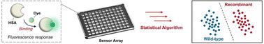 Identification and quantification of human serum albumin from different sources by a fluorescence sensor array