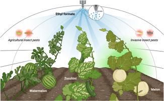 Application of ethyl formate for the management of insect pests in commercial greenhouses cultivating watermelon, zucchini, and melon