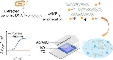 Label-free detection of Vibrio parahaemolyticus using a solid-state pH sensor