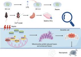 Sestrin2 alleviates sepsis-induced immunosuppression of dendritic cells by regulating mitochondrial dynamics