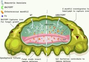 BbCFEM7 contributes to the virulence of entomopathogenic fungi by competing for iron with Enterococcus mundtii