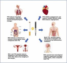 COMPARATIVE EFFECTS OF ALTERNATE TOBACCO PRODUCT (ELECTRONIC CIGARETTE) AND TRADITIONAL TOBACCO SMOKING ON VARIOUS ORGAN/SYSTEMS: A GUIDE TO REGULATORS AND HEALTH POLICY MAKERS.