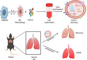 FGF21-loaded M2 macrophage-derived exosomes attenuate sepsis-induced lung injury by regulating M2 macrophage polarization and glycolysis