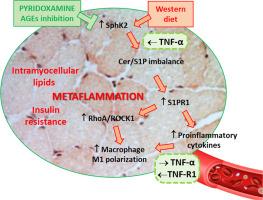 Inhibition of advanced glycation end-products by the vitamin B6 vitamer pyridoxamine prevents systemic and skeletal muscle diet-induced metaflammation through modulation of S1P/RhoA/ROCK signalling