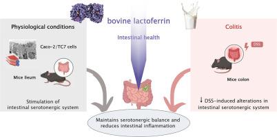 Protective role of bovine lactoferrin in modulating the intestinal serotonergic system: Implications in intestinal inflammation
