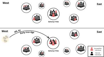 Outlier maternal haplogroups N5 and X2 and their potential role in elevated tuberculosis prevalence among the Sahariya tribe