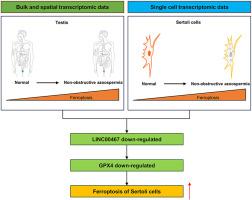 Single-cell, spatial and bulk transcriptome data analysis revealed LINC00467-mediated Sertoli cell ferroptosis is a potential therapeutic target and biomarker for azoospermia
