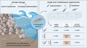 Exposure of an intertidal fish to simulated heatwaves and suspended sediment – a multistressor approach