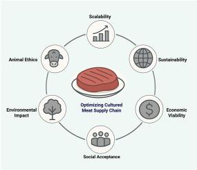 Dissecting the cultured meat supply chain: A comprehensive review