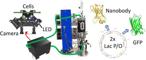 Advancing recombinant antibody production in E. coli: Optimization of expression and purification via dual GFP promoter and imaging technology