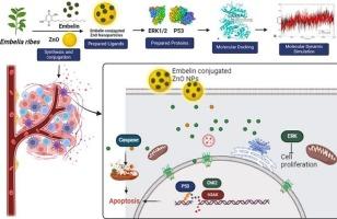Novel dual responsive embelin fabricated ZnO nanomaterials amplify DNA damage and induce apoptosis via pERK1/2/p53 pathway in pancreatic ductal adenocarcinoma