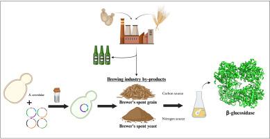 Harnessing brewing industry byproducts for sustainable β-glucosidase production by recombinant Saccharomyces cerevisiae