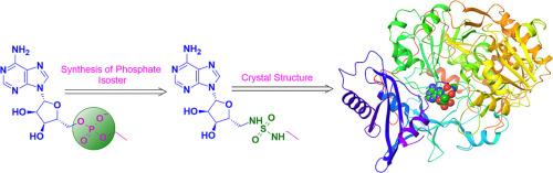 Synthesis and evaluation of acyl-AMP phosphate isosteres as inhibitors of fungal acetyl CoA synthetase