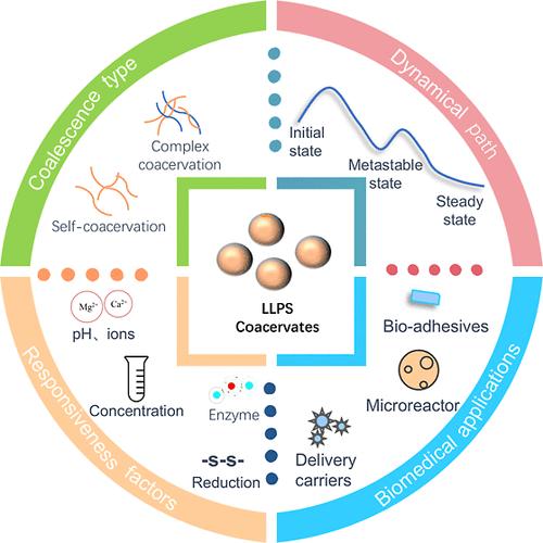 Liquid–Liquid Phase Separation of Peptide-Based Biomacromolecules: Mechanisms, Responsive Factors, and Biomedical Applications