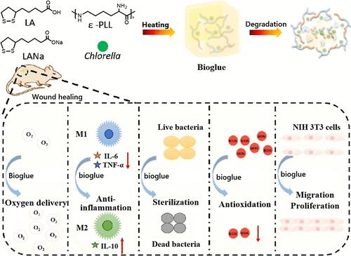 Chlorella-Loaded Bioglue with Antibacterial, Antioxidant, and Immunomodulatory Properties for Accelerated Wound Healing