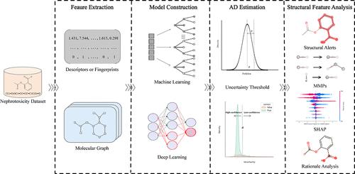 Uncertainty-Aware Deep Learning and Structural Feature Analysis for Reliable Nephrotoxicity Prediction