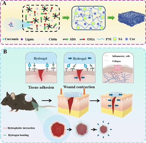 Fabricating a Curcumin-Loaded Chitin/Lignin Micelle Thermoresponsive Hydrogel with Dynamic Contractility and Tissue-Adhesive Properties for Enhanced Wound Regeneration