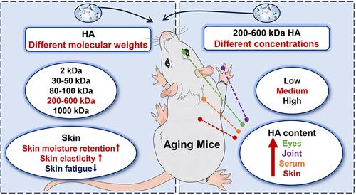 Oral Supplementation of Medium-Molecular-Weight Hyaluronic Acid (200–600 kDa) As a Functional Food Ingredient Alleviates D-Galactose-Induced Skin Aging