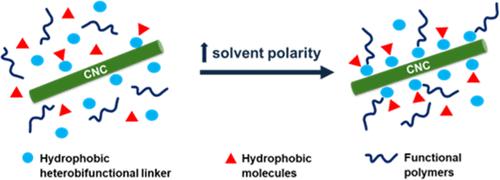 Efficient Dual Surface Modification of Cellulose Nanocrystals with Hydrophobic Moieties and Functional Polymers via a Grafting-to Approach