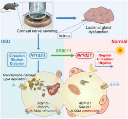 Downregulation of the core circadian gene Nr1d2 in the lacrimal gland contributes to postoperative dry eye disease by impairing lipid metabolism