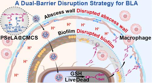 Carboxymethyl Chitosan-Based Polyselenolipoic Acid Nanoparticle against a Bacterial Liver Abscess by a Dual-Barrier Disruption Strategy