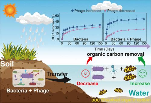 Microbes from Different Soil Regions Play Distinct Roles in the Processing of Aquatic Dissolved Organic Matter