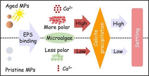 Biocalcification Induces the Preferential Settling of Small Buoyant Microplastics in Freshwater