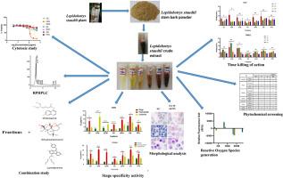 In vitro antiplasmodial activities of extract and fractions from Lepidobotrys staudtii against sensitive and resistant blood-stage parasites of Plasmodium falciparum