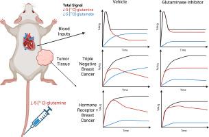 L-5-[11C]-glutamine PET of breast cancer: Preclinical studies in mouse models