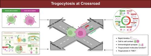 Trogocytosis at crossroads: Navigating the duality in tumor-immune cell interactions