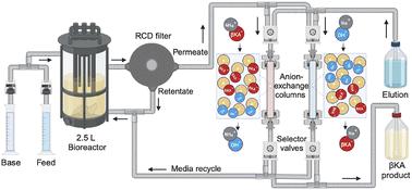 Integration of metabolic and bioprocess engineering for the production of β-ketoadipic acid from glucose and xylose by Pseudomonas putida