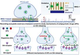 Revealing the different effects induced by antipsychotic drugs using an electrochemical microsensor to measure exocytosis in living cells