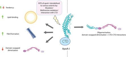 The Structure of the Apolipoprotein A-I Monomer Provides Insights Into Its Oligomerisation and Lipid-binding Mechanisms