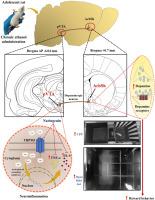 Naringenin prevents ethanol-induced reward behavior in adolescent rats through inhibition of TRPM3-dependent inflammation in the pVTA