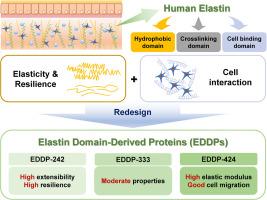 Redesigned elastin domain-derived proteins inherit natural human elastin properties
