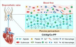 Endothelial function-biomimetic hydrogel-surface engineered non-glutaraldehyde bioprosthetic valve with antithrombotic, immunomodulatory and pro-endothelialization performance