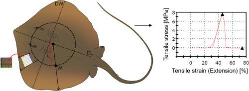Batoid skin mechanical properties and morphology vary among functional swimming styles