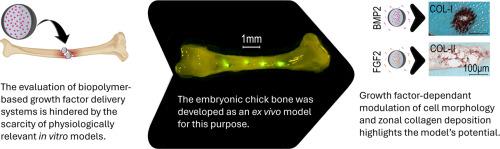 Localized growth factor delivery from microparticles modulates osteogenic and chondrogenic gene expression in a growth factor-dependent manner in an ex vivo chick embryonic bone model