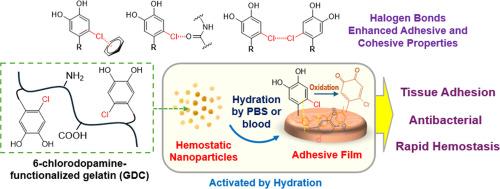 Chlorocatechol-functionalized gelatin nanoparticles as a hemostatic agent with antimicrobial properties