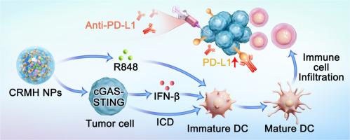 MIL-100(Fe)-based Co-delivery platform as cascade synergistic chemotherapy and immunotherapy agents for colorectal cancer via the cGAS-STING pathway