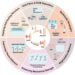 Postoperative abdominal adhesions: pathogenesis and advances in hydrogel-based multimodal prevention strategies