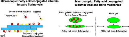 Fatty acid albumin conjugates mechanically weaken and disrupt degradation of fibrin networks