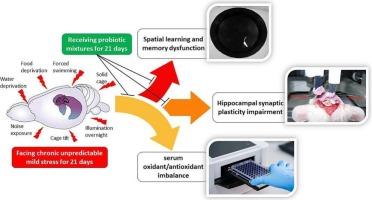 Cognitive function and synaptic plasticity in the hippocampus exposed to stress respond similarly to different probiotic mixtures