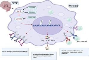 LXR-β regulates microglial efferocytosis and neuroinflammation in CPSP via STAT6 activation