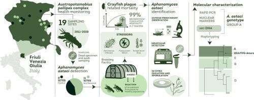 Chronic Aphanomyces astaci infection in wild white-clawed crayfish: risks and implications for breeding programs