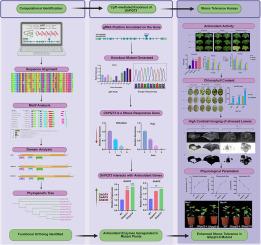 Functional characterization of Arabidopsis PQT3 homolog in cotton reveals as a potential candidate for redox homeostasis and abiotic stress resistance