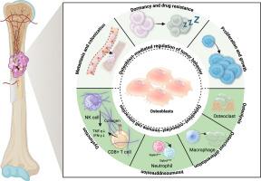Osteoblasts in bone metastasis: Key players in the tumor microenvironment and therapeutic targets