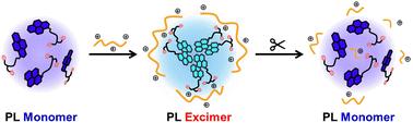 A highly sensitive fluorogenic assay for trypsin in urine: a simple diagnostic approach for pancreatic diseases